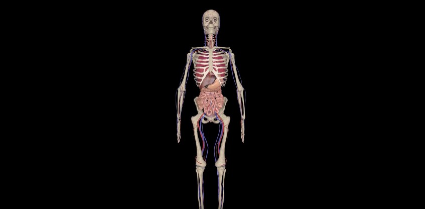 DeepAnatomy VR